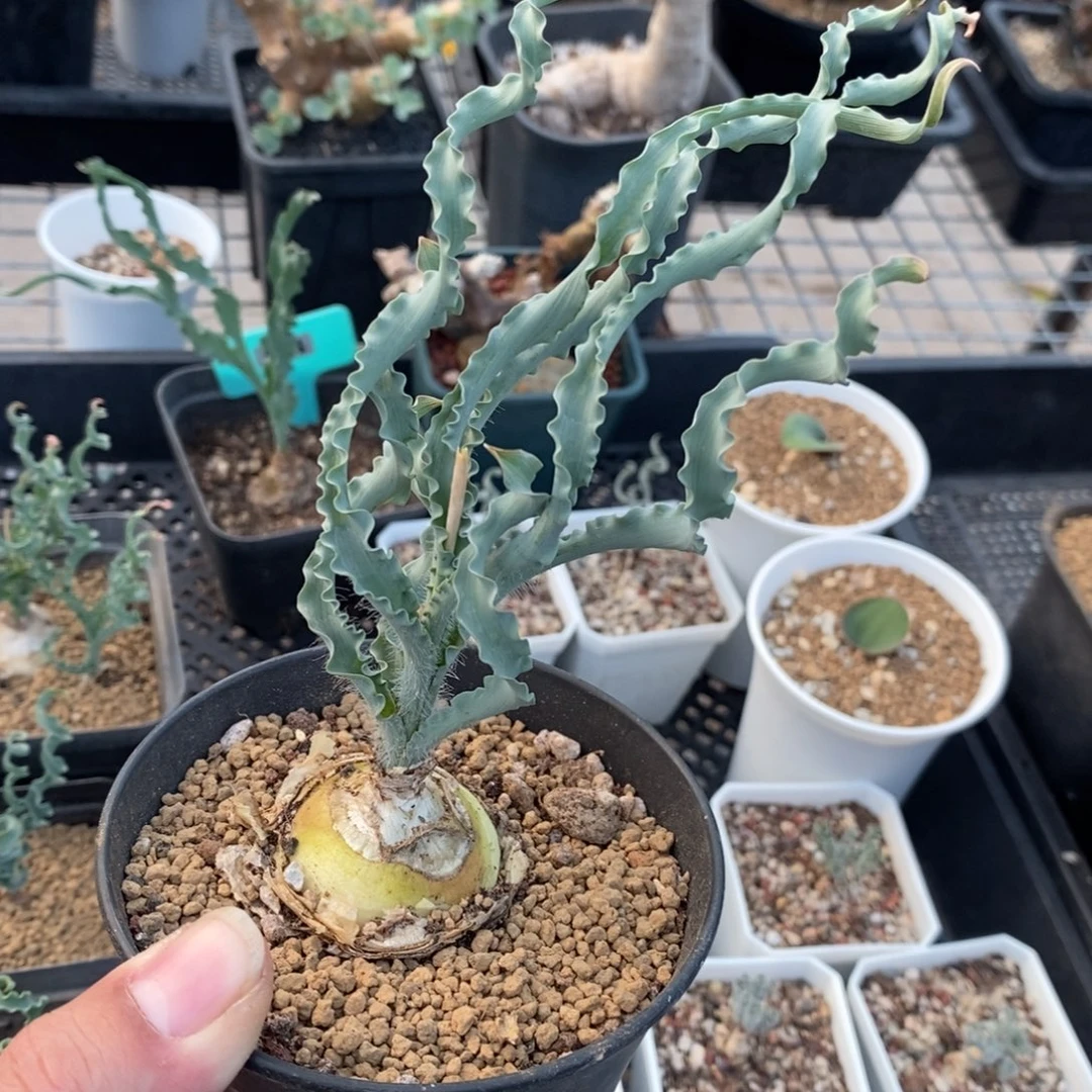 Dc弹簧草产地多肉植物