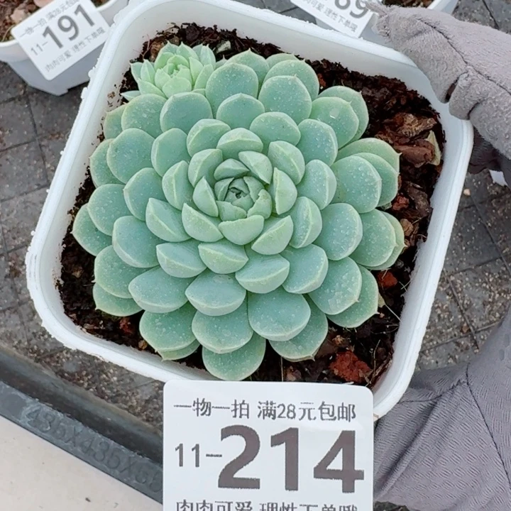 羊脂球无盆土发货无盆土无，