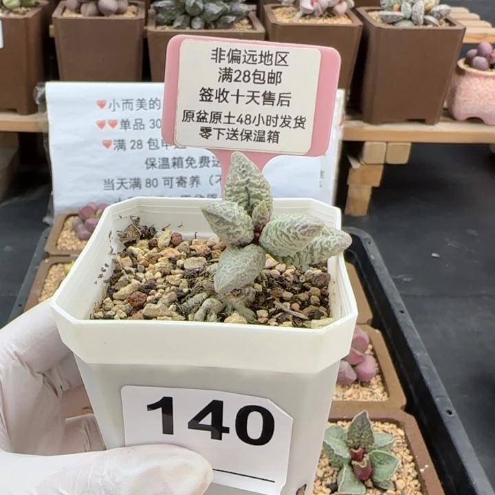140融化纹冰淇淋多肉植物