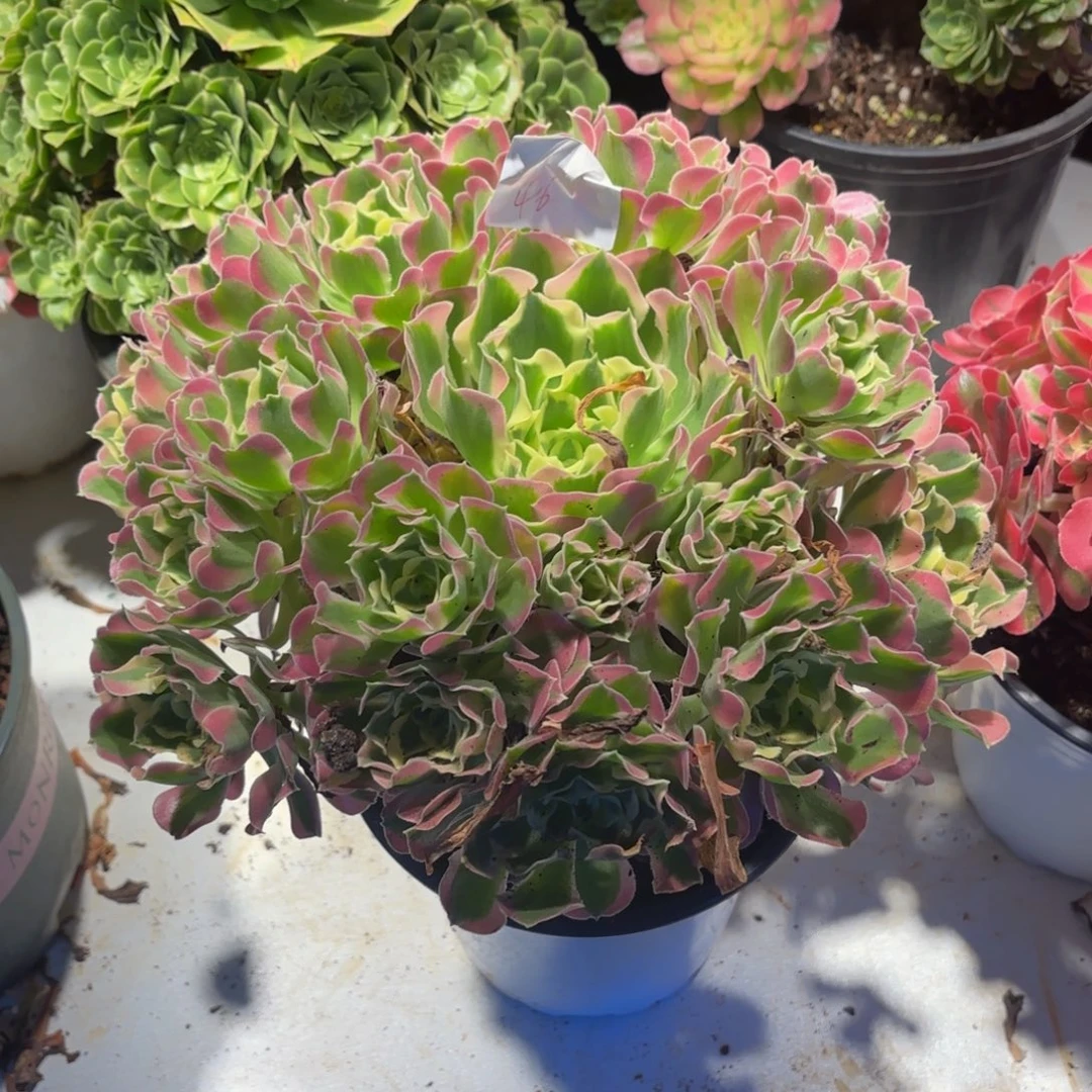 云南雨花石法师多肉46号