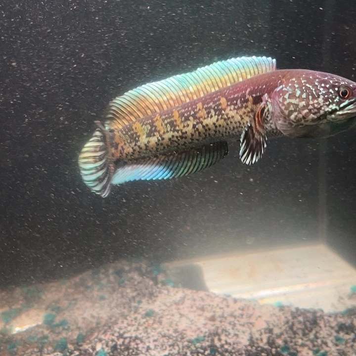 龙鱼眼睛蛇雷龙鱼，鼓腮互动咬缸都可以