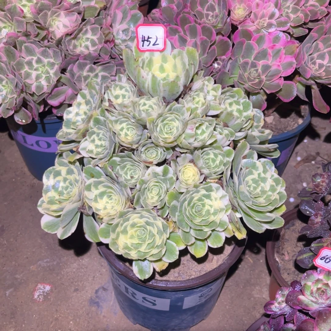 452多肉植物迈巴赫