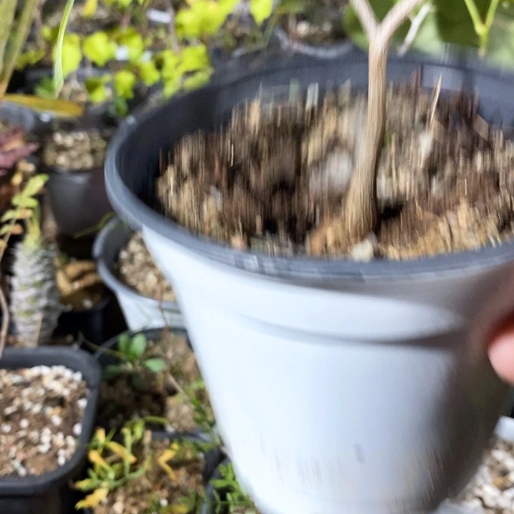 花***张帕卡裂榄菜的时候发现一只