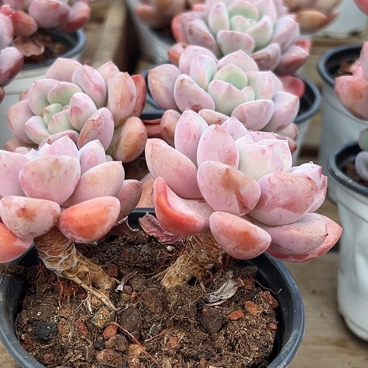 老桩        双头      白露