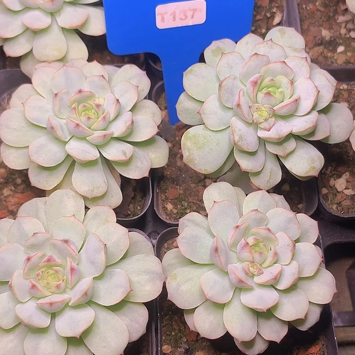 t137香草石化锦单头