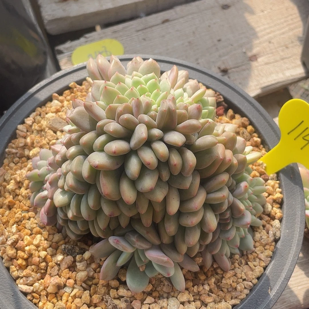 凌雪缀化多肉植物114