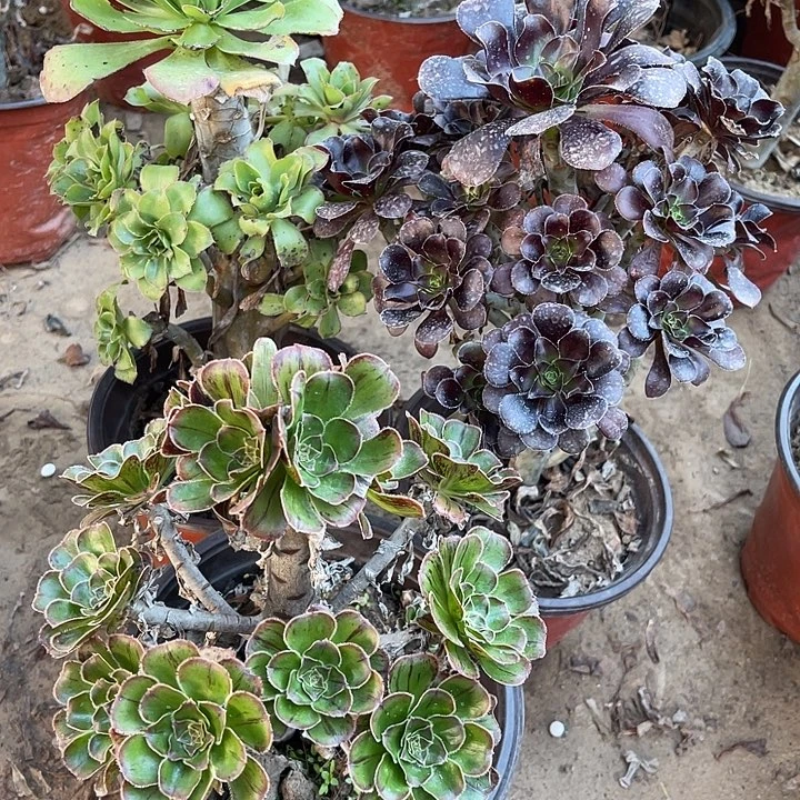 3棵玫瑰玫瑰玫瑰玫瑰