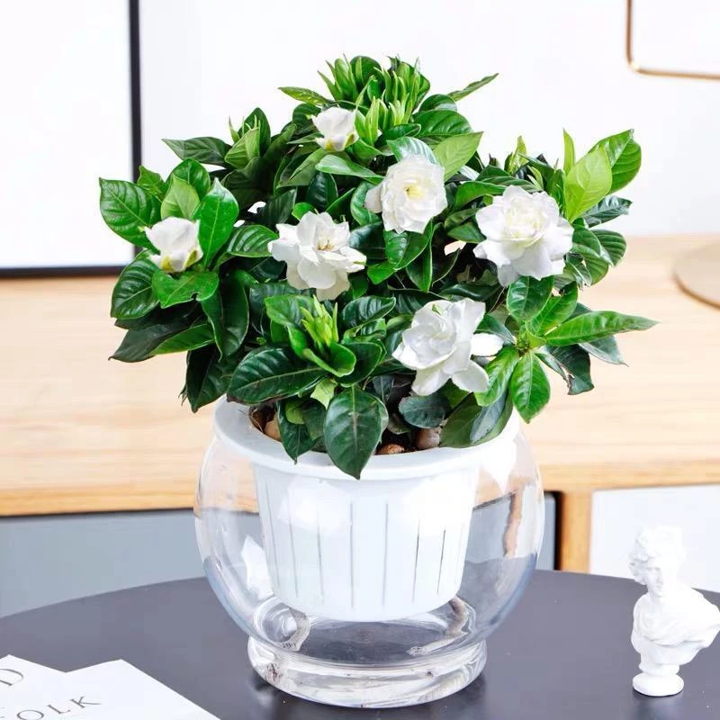 推荐小店新上热卖款新种推荐栀子花种子四季种易活多年生开花不断