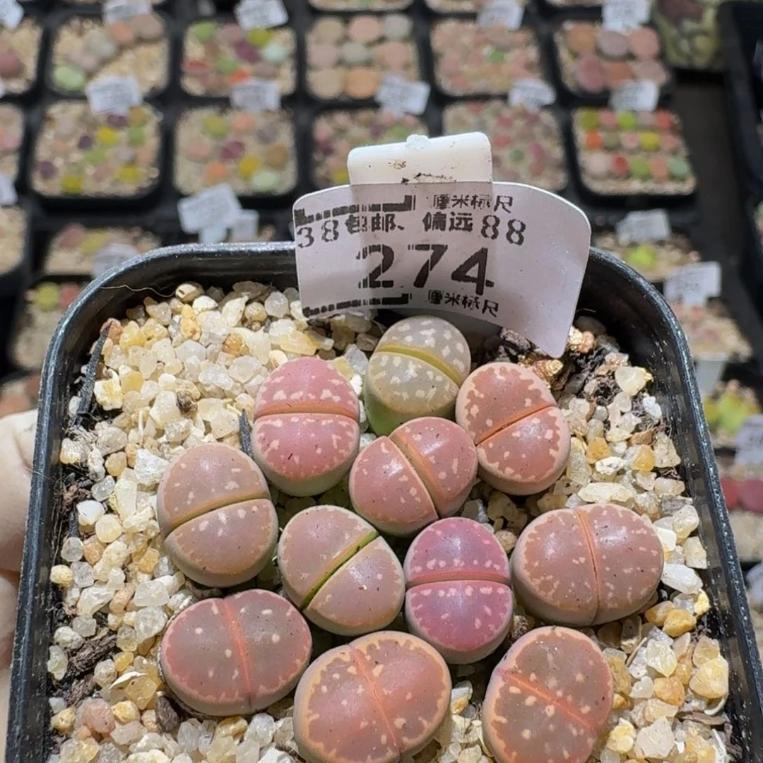 zzz生石花肉锥274