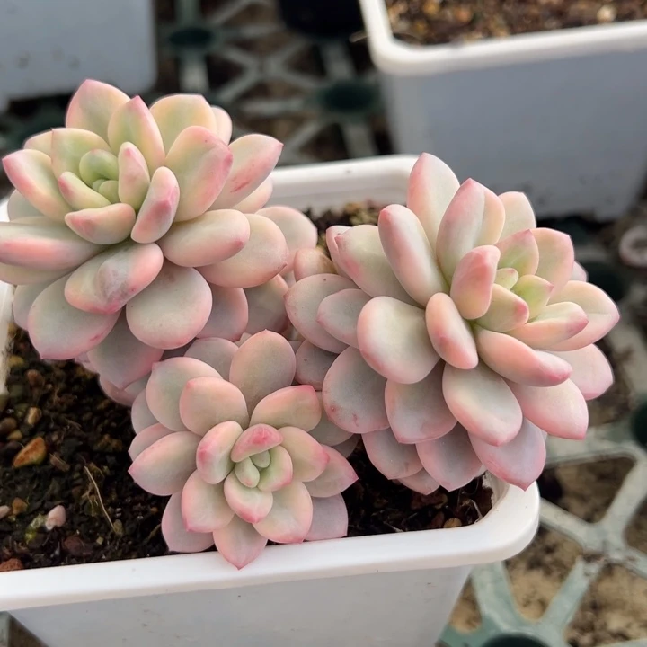 白马香水锦群生一物一拍锦龙