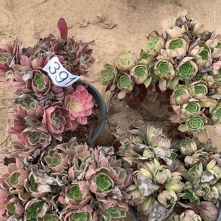 无花朵391四颗多肉植物组合