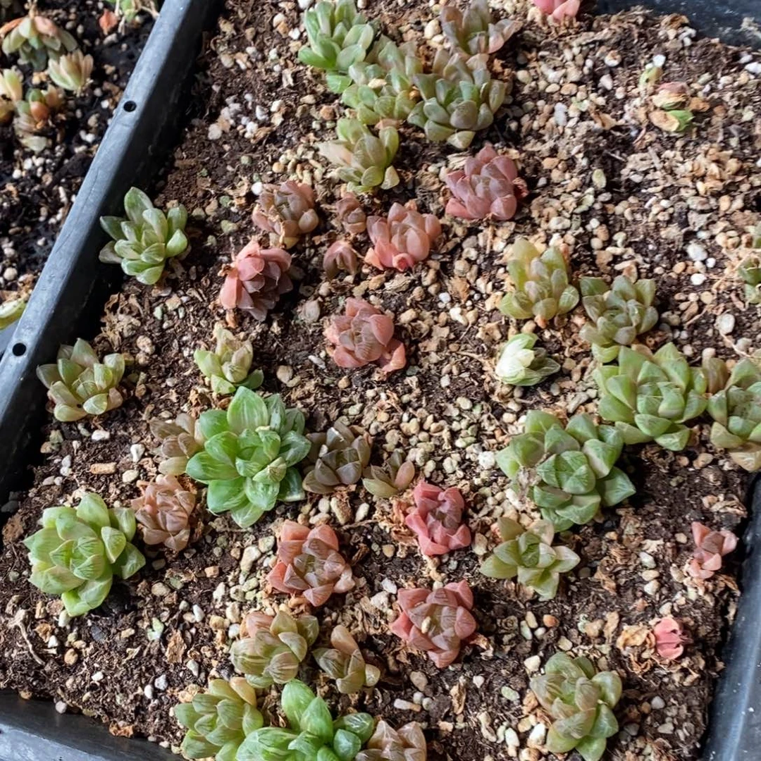 318 一颗实生苏皇玉露 新年整点福利