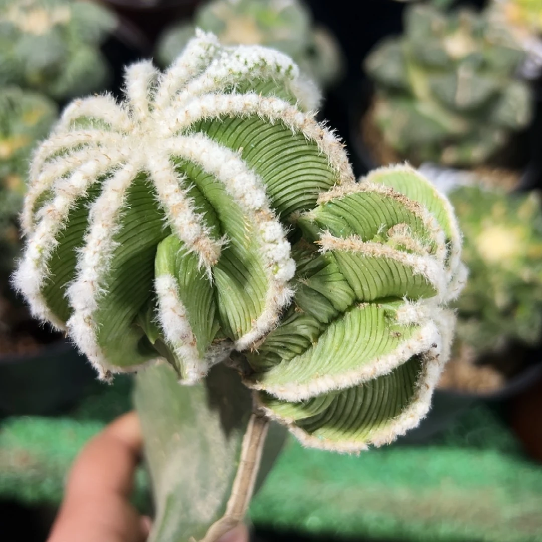 无花朵双头辛顿花龙145