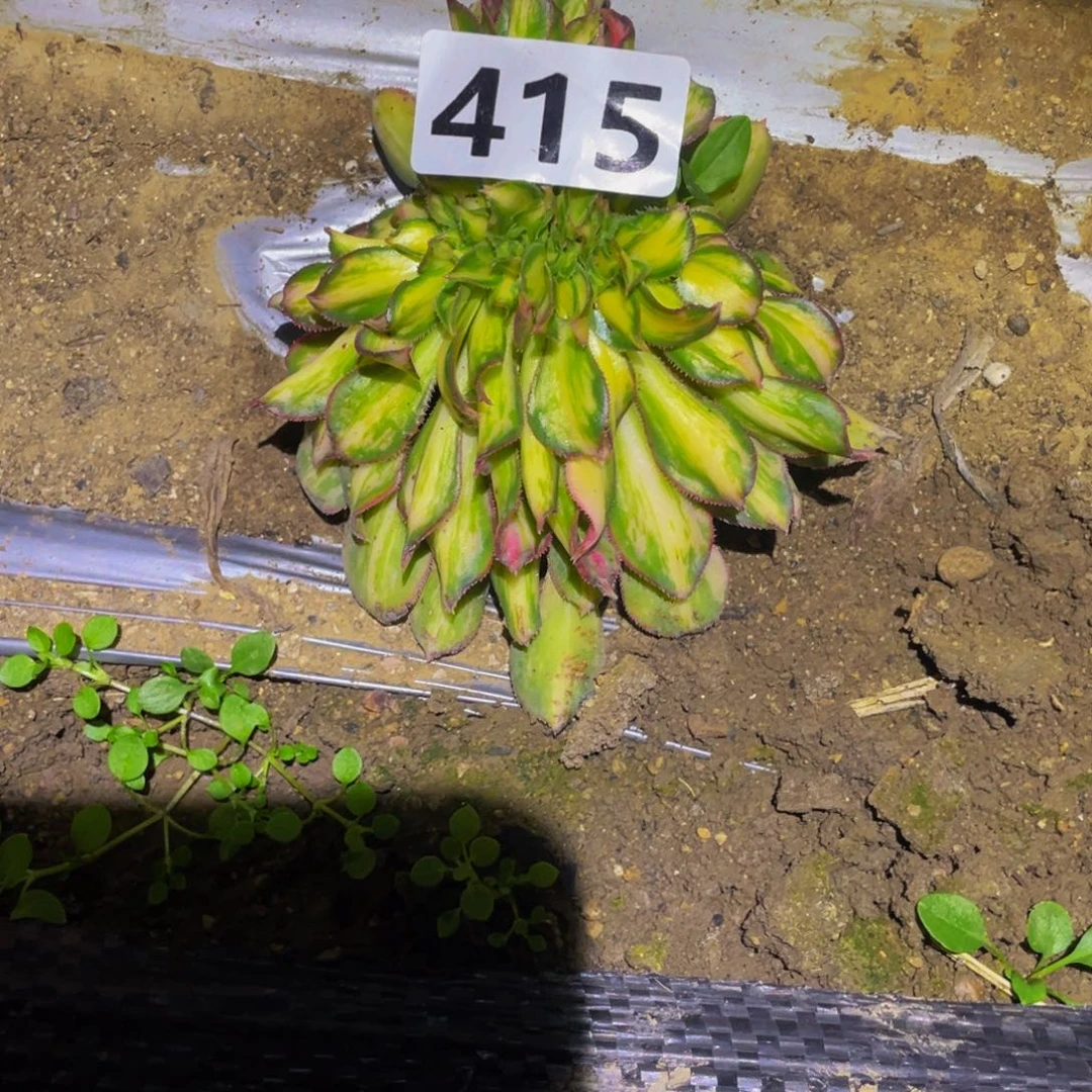 415幻彩缀多肉植物