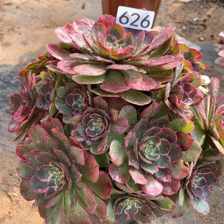 626多肉植物粉花妖