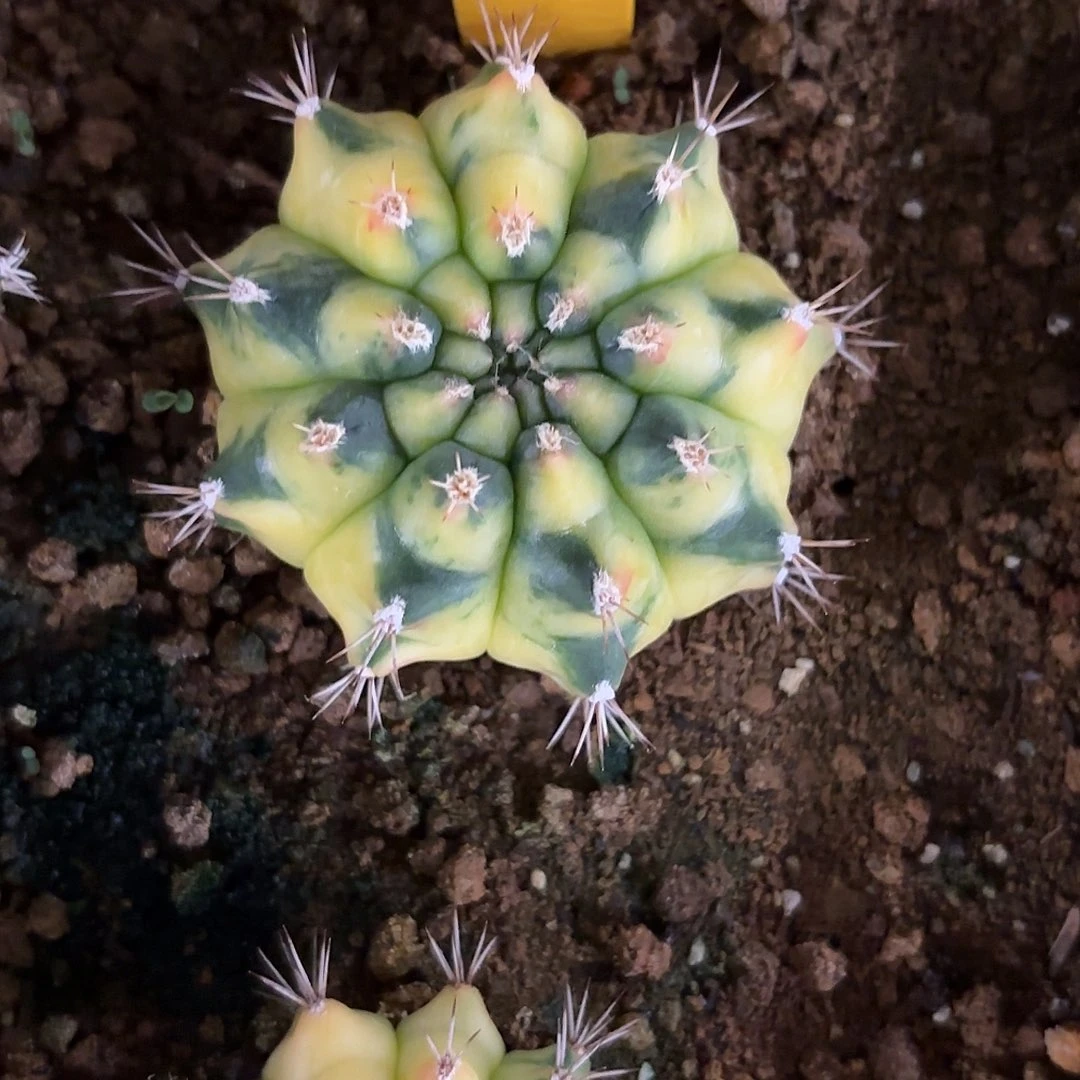 5-1118泰国发货多肉