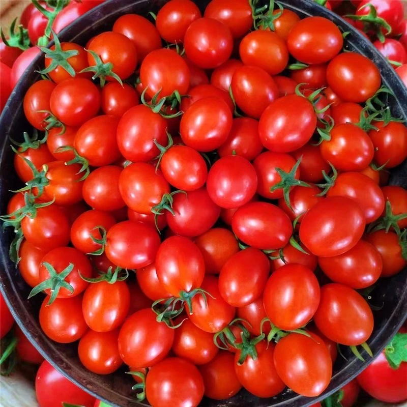 新鲜采摘圣女果皮薄爆汁酸甜可口小番茄