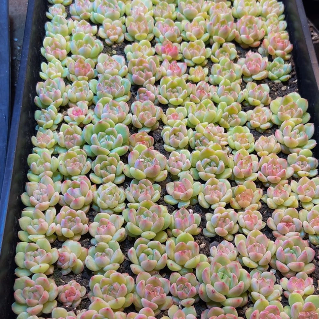 陈***子585最新新纯纯粹粹vvv吧