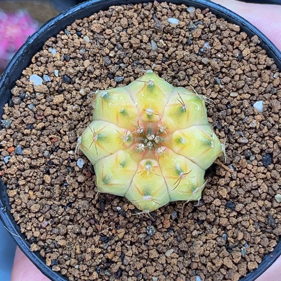 黄轮回 米哈仙人球