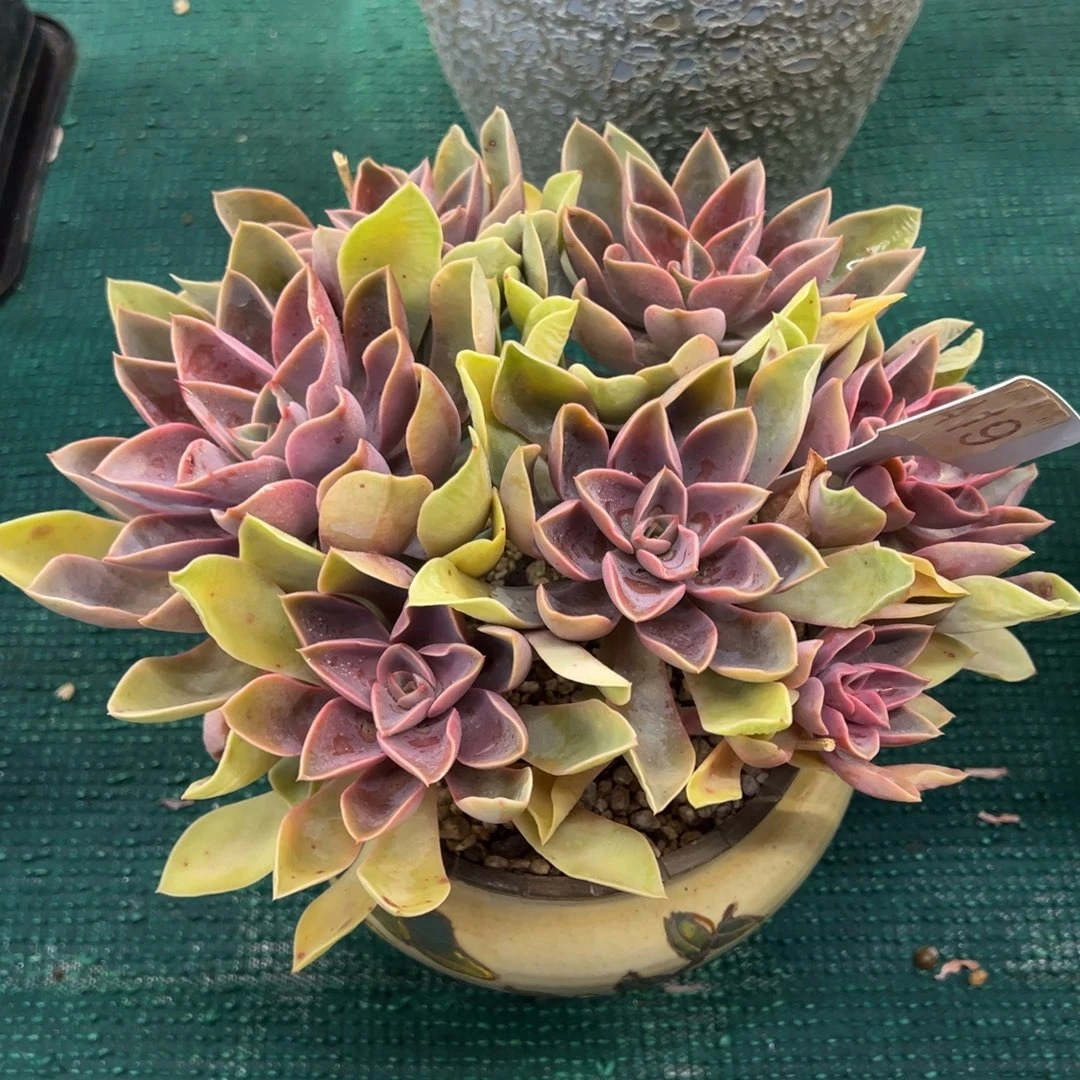 紫气东来，，，，，，，，，，，，，，，，