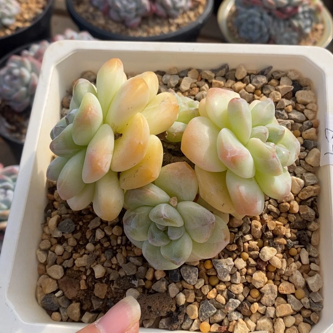 透黄底冰玉哈哈哈