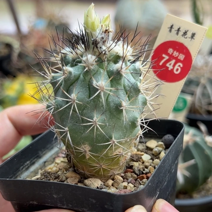 实生强刺黑枪玉4.5cm一棵仙人球