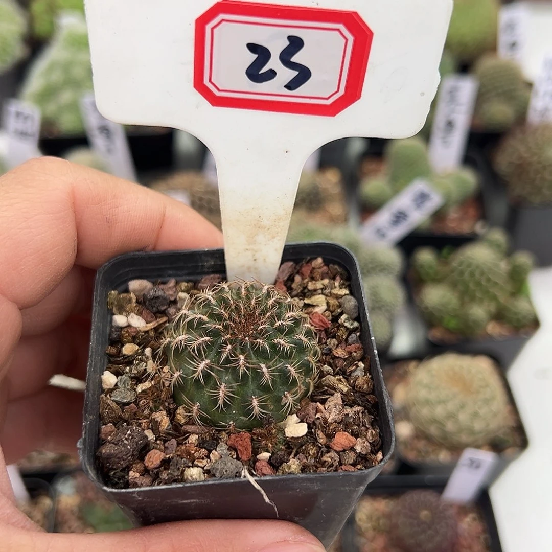 *****23往事多肉园仙人球开花了