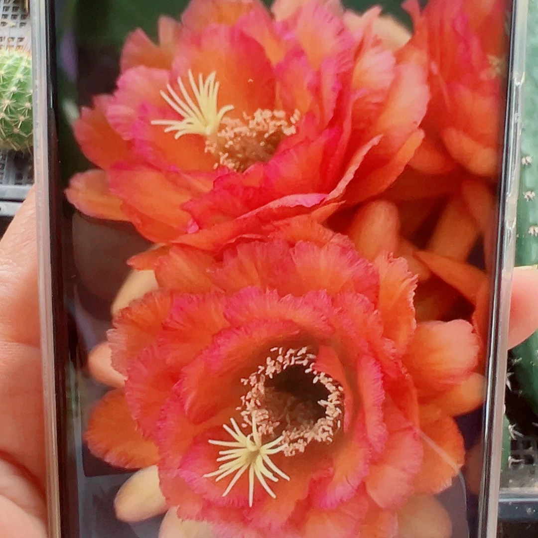 毛花柱荣光侧芽 20 包邮