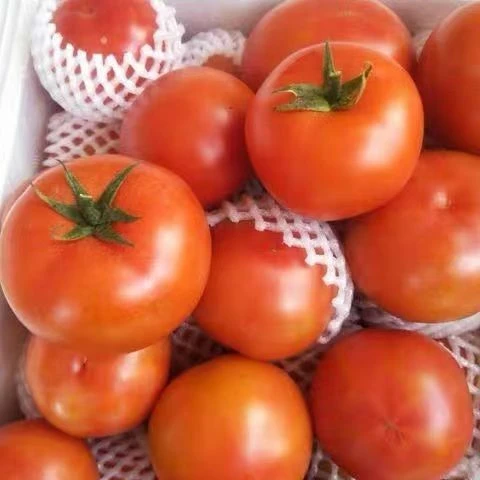 新鲜采摘自然成熟沙瓤西红柿酸甜多汁可当水果生吃