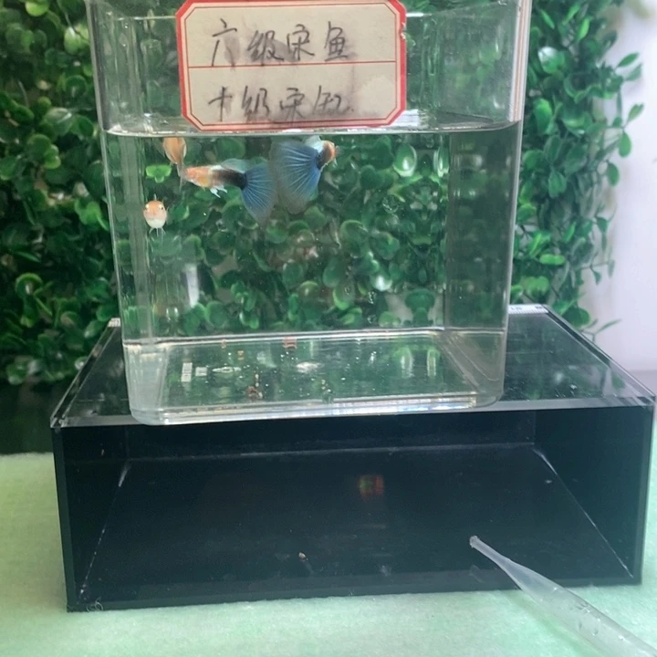 海水鱼黄化看力度很强