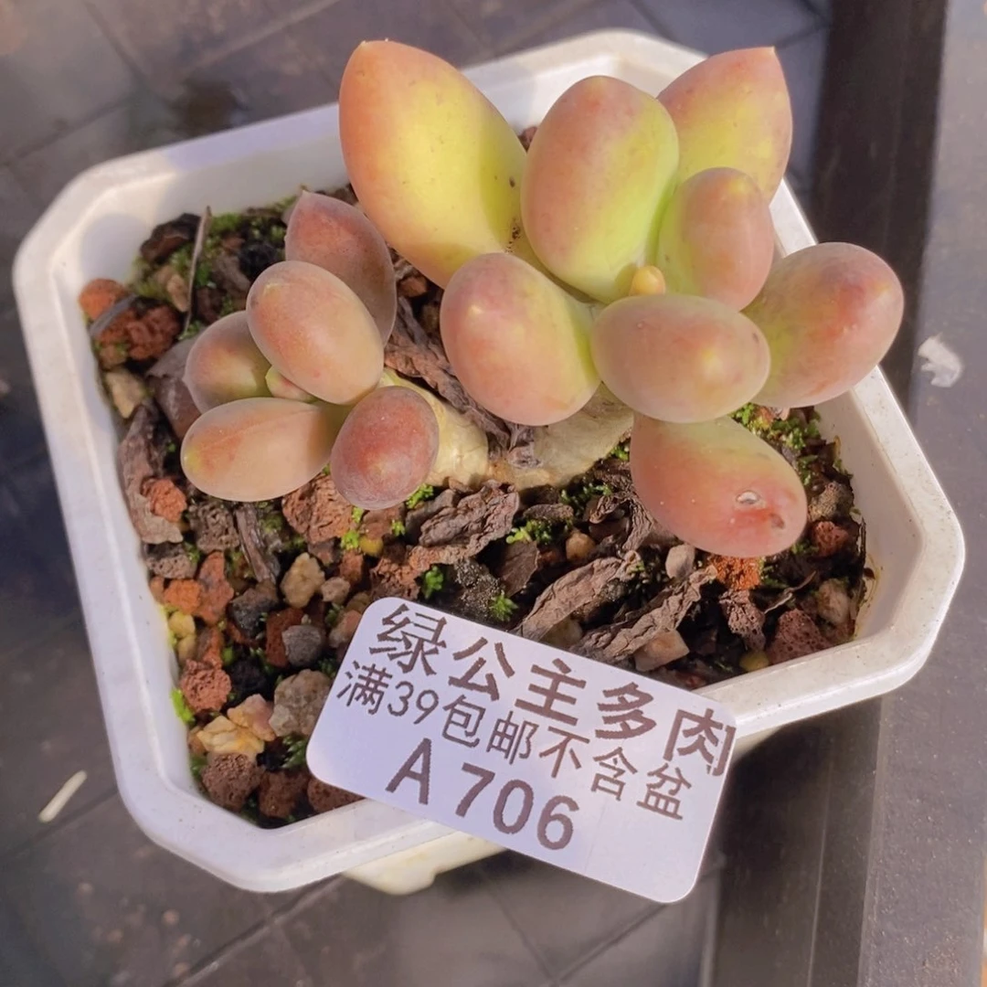 芒果奶6cm706多肉植物