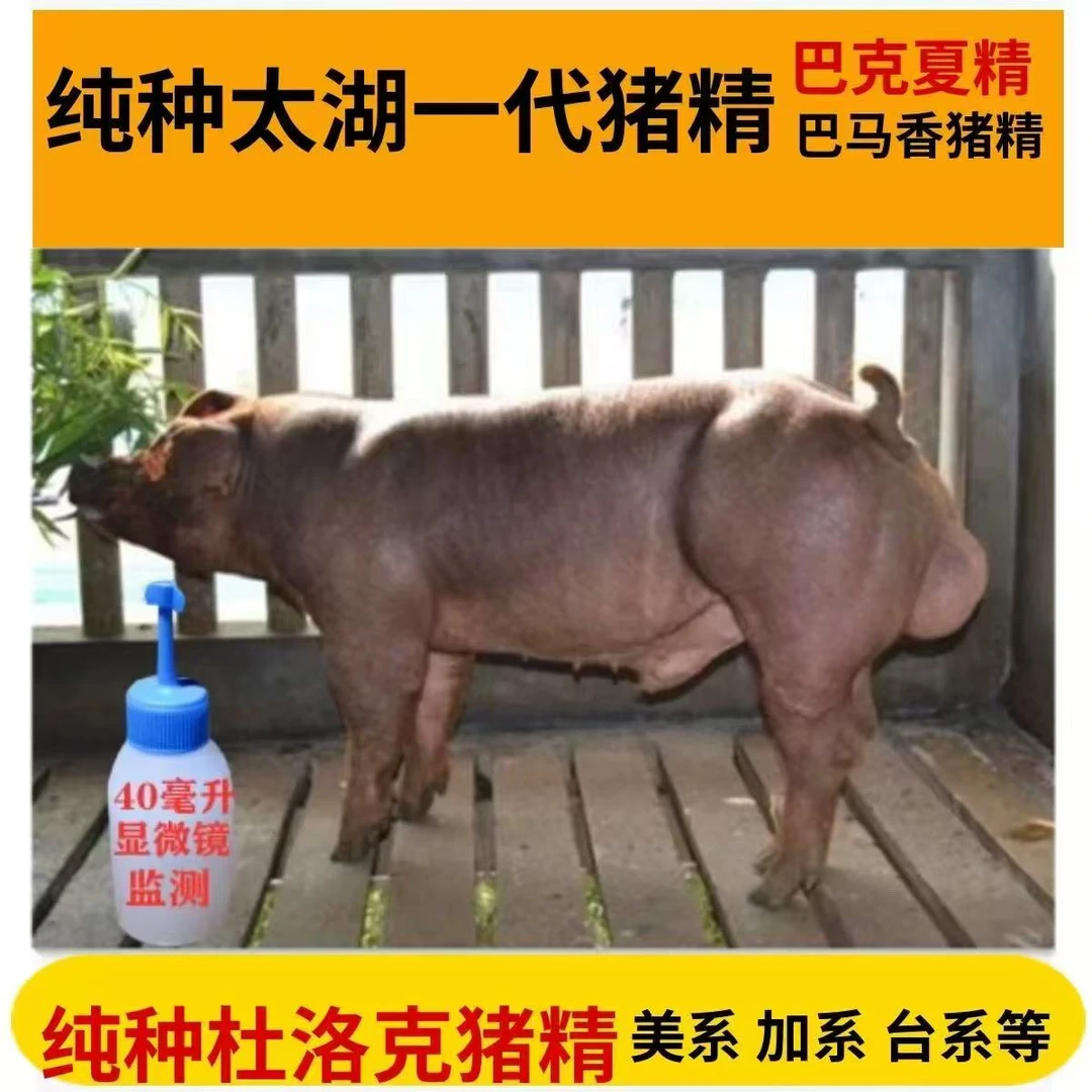 康顺猪业     优质商品杜洛克公猪精液猪精