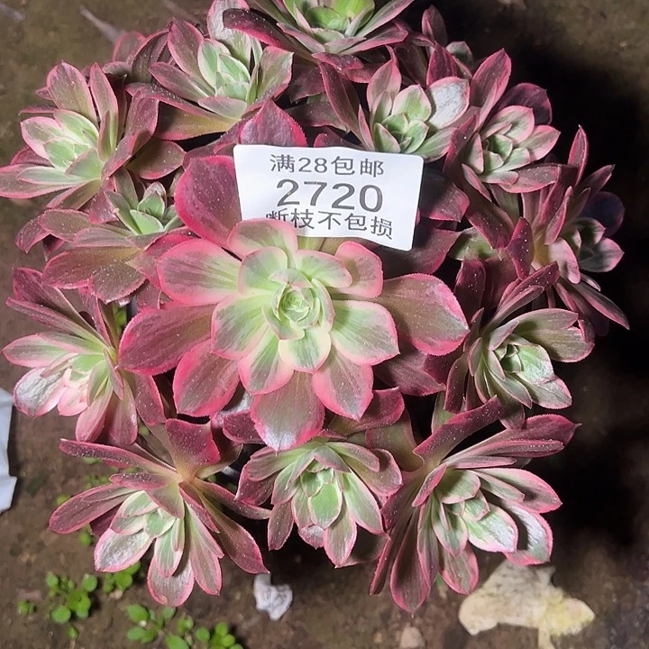 2720浣纱多肉植物
