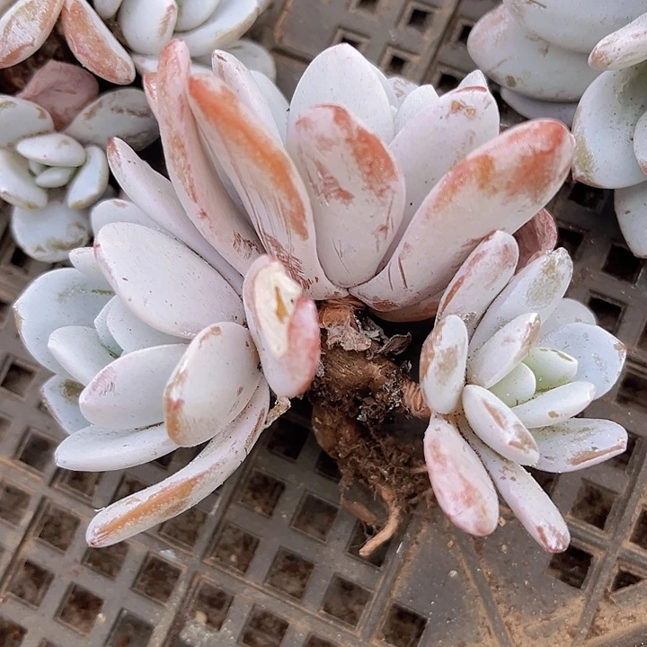 雪莲24217多肉植物