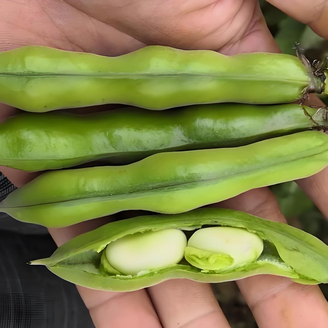 【福利100单】云南新鲜蚕豆嫩胡豆蔬菜带壳蚕豆罗汉豆高山农家现采
