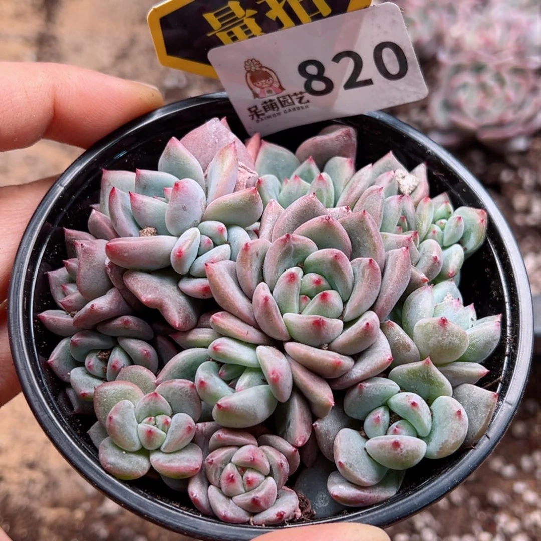 多肉植物多肉植物