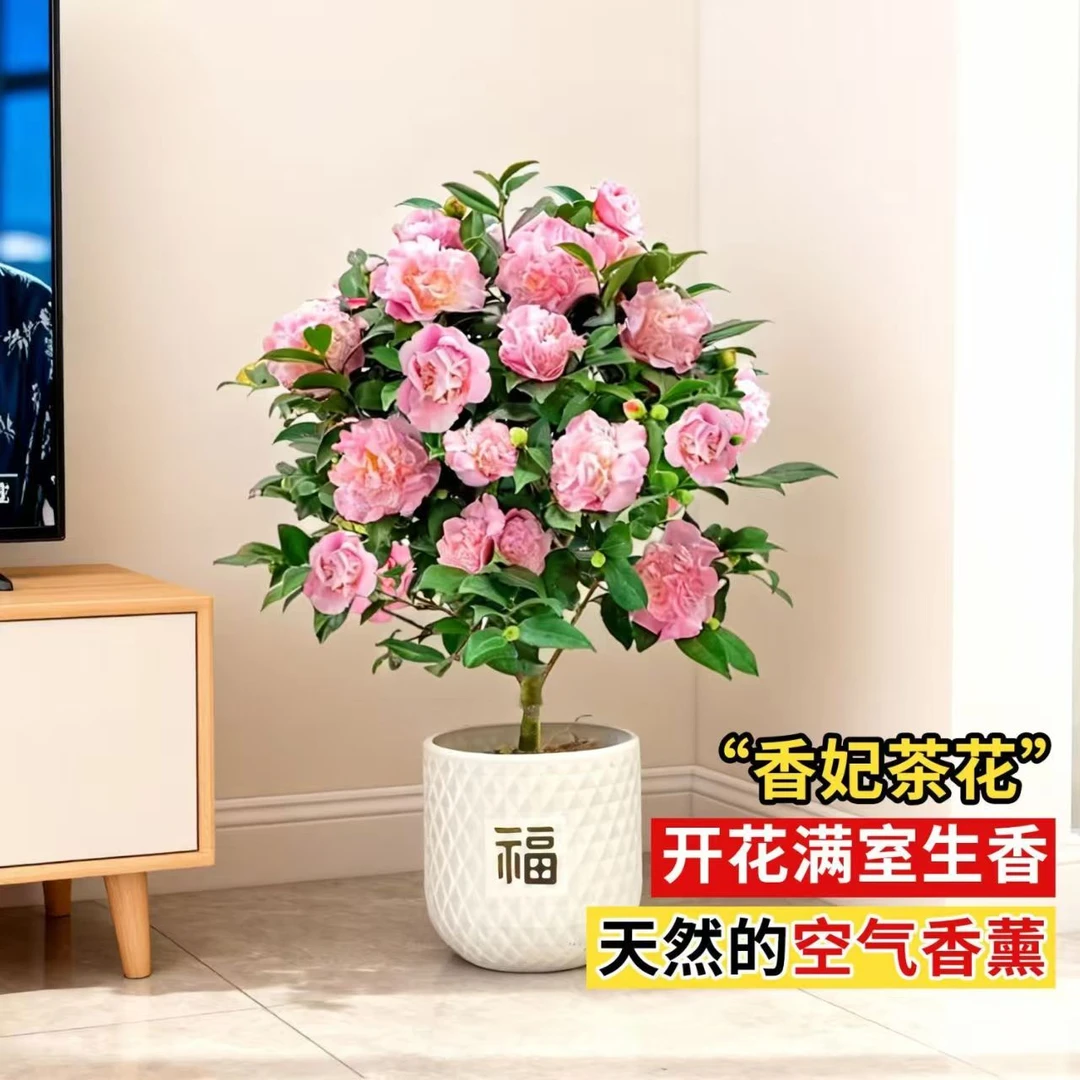 【香妃】浓香型茶花花量大花期长耐寒耐旱盆栽地栽阳台庭院年宵花
