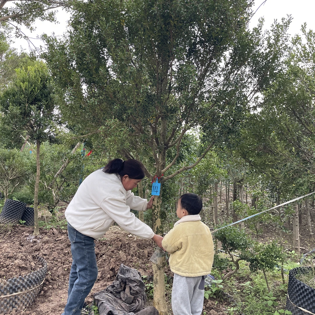 14号瓜子黄杨树成本价出，运费自理