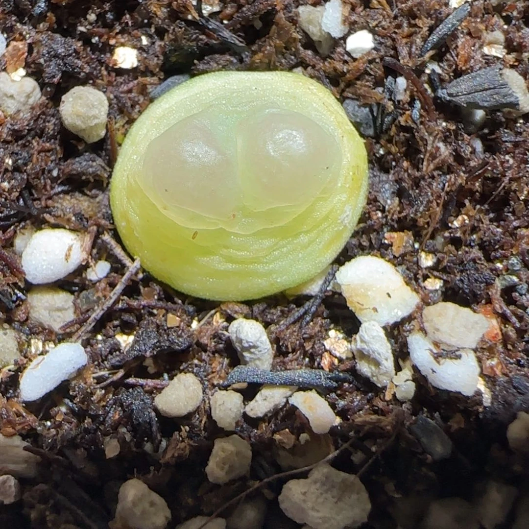 肉锥多肉植物百科26-日式拉登851