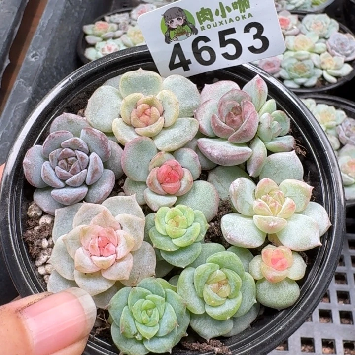 多肉植物多肉植物