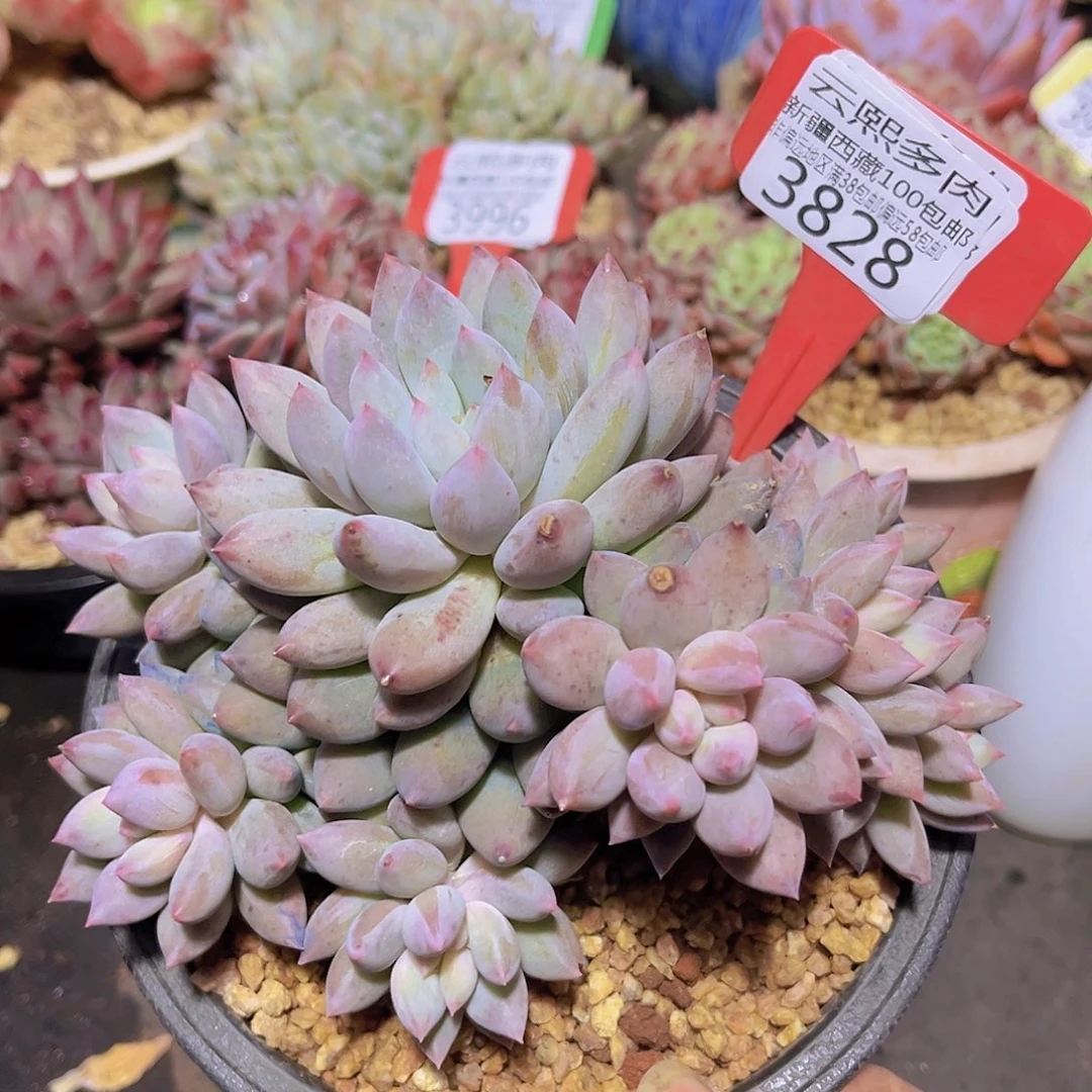 3828所罗门多肉植物