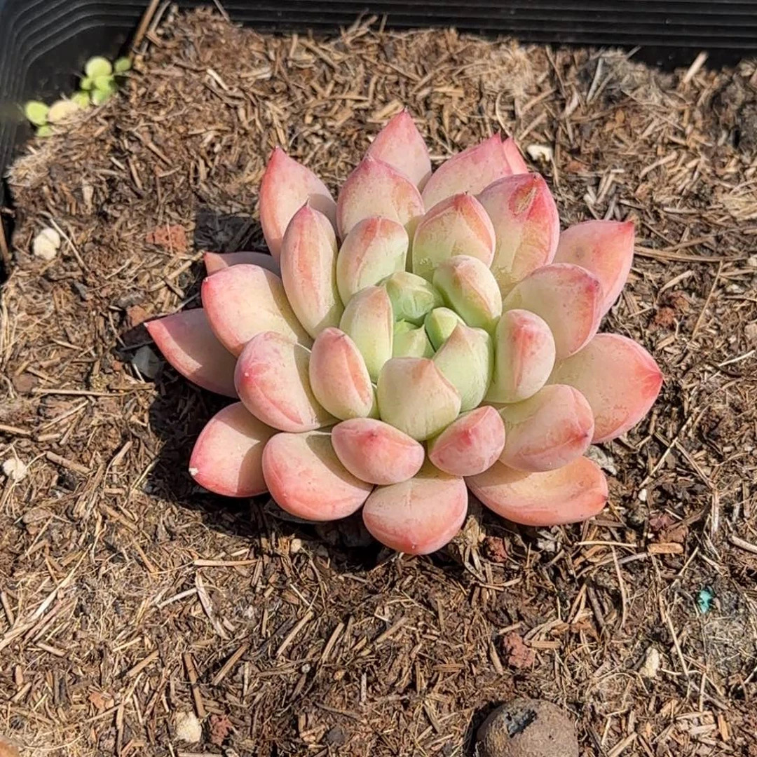 955号一物一拍一物一拍