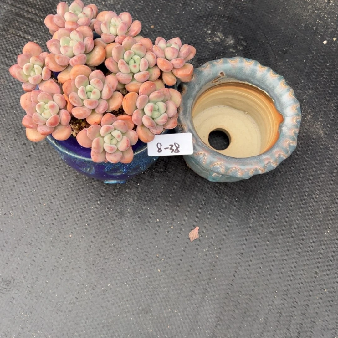 W***F8-38花斑露加盆小鹿园艺