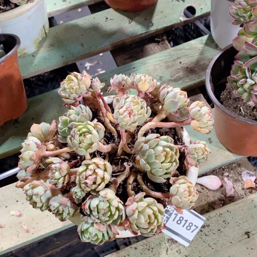 【闪购商品】娜娜小沟18187