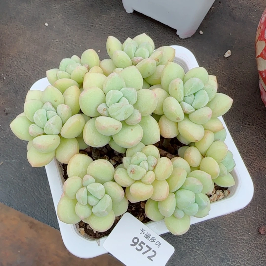 泡泡糖无砍，9572多肉植物