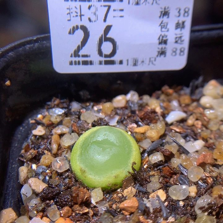 精品生石花多肉37.26