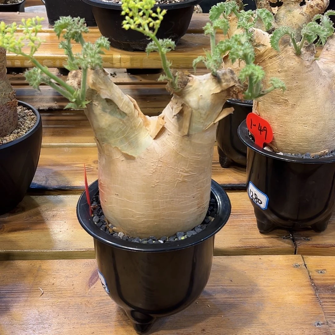 产地安哥拉葡萄翁，兔子造型