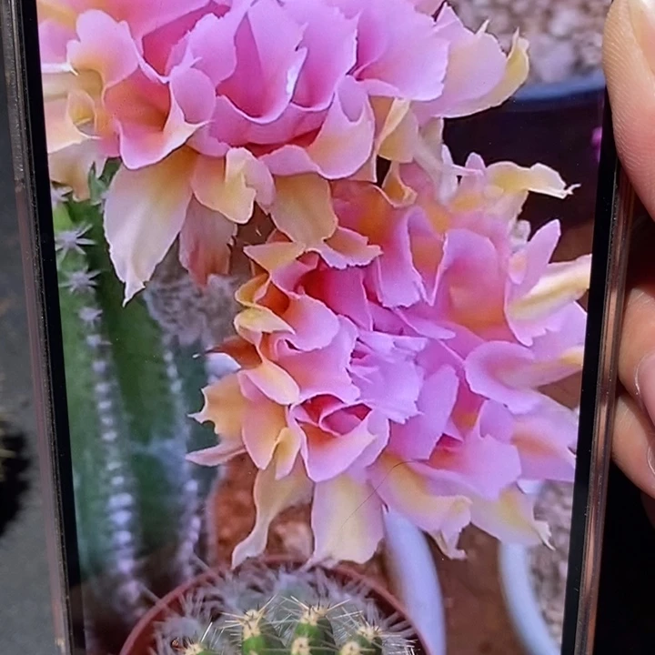 香香粉牡丹侧芽4.5-5公分左右
