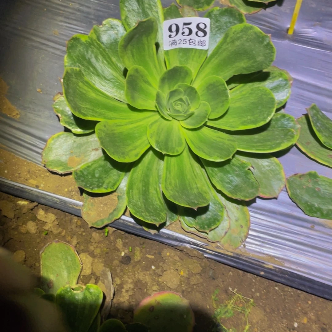 玉龙雪山多肉植物958