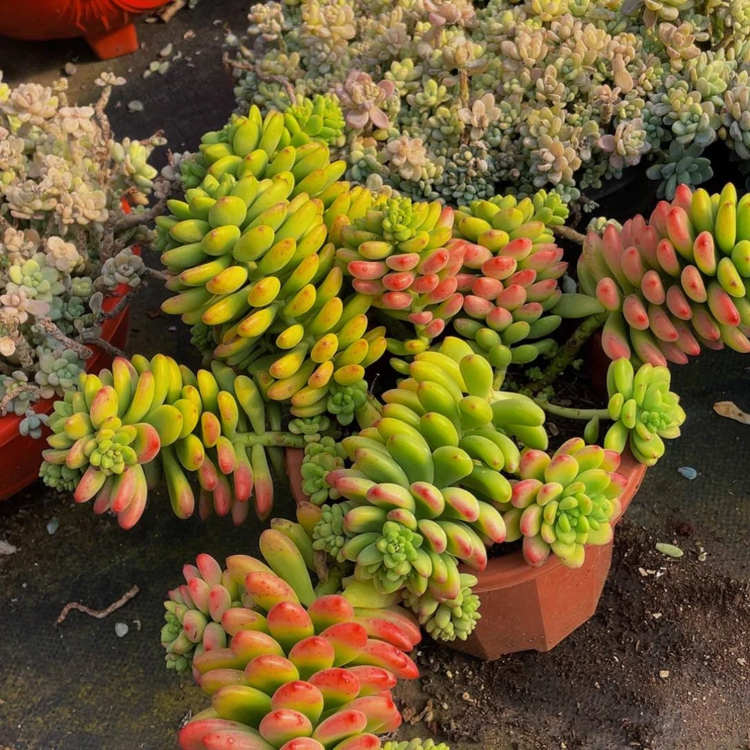 香格里拉29.8多肉群生